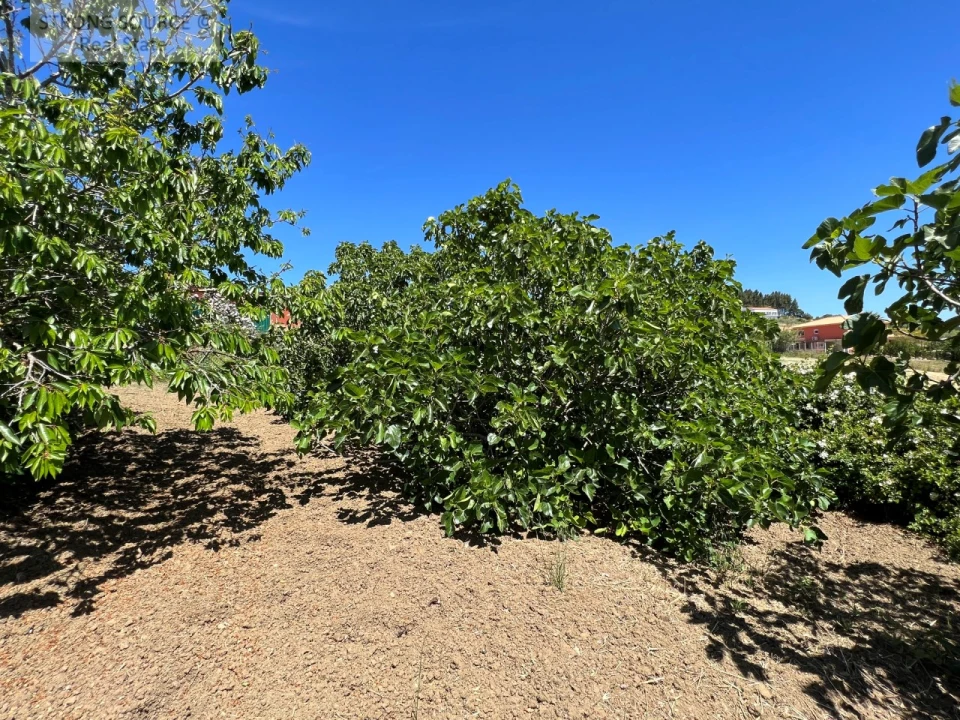 Moradia T6 para Venda em Ribafria e Pereiro de Palhacana Foto 123