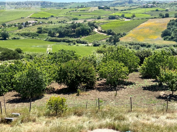 Moradia T6 para Venda em Ribafria e Pereiro de Palhacana Foto 10