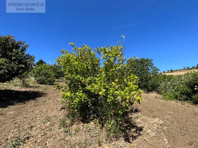 Moradia T6 para Venda em Ribafria e Pereiro de Palhacana Foto 118