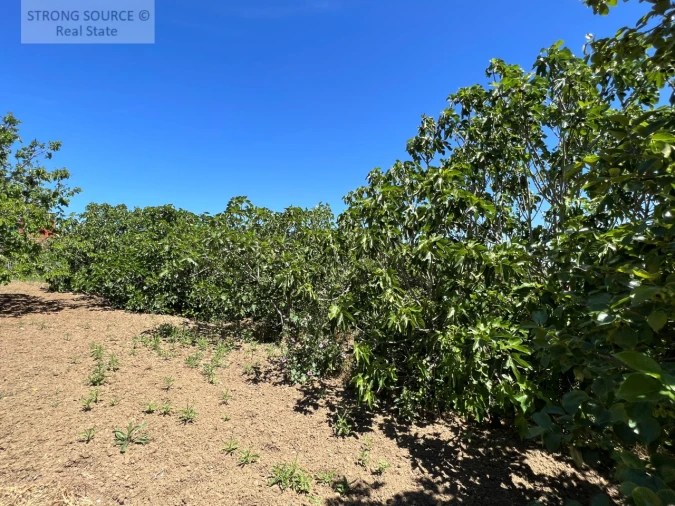 Moradia T6 para Venda em Ribafria e Pereiro de Palhacana Foto 120