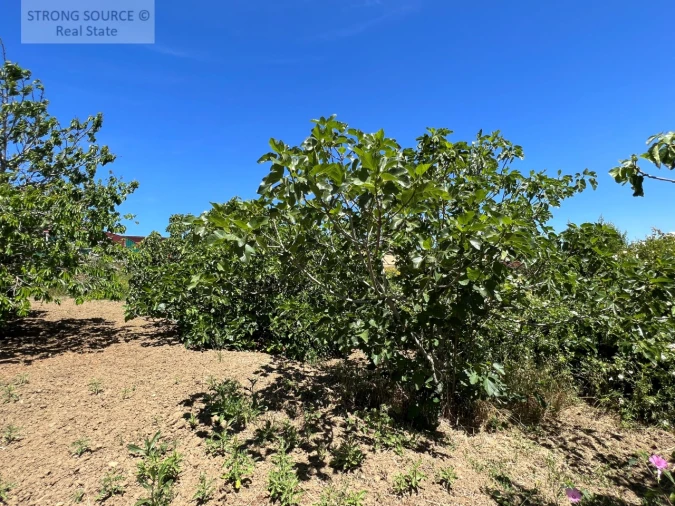 Moradia T6 para Venda em Ribafria e Pereiro de Palhacana Foto 121
