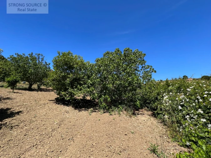 Quinta T6 para Venda em Ribafria e Pereiro de Palhacana Foto 119