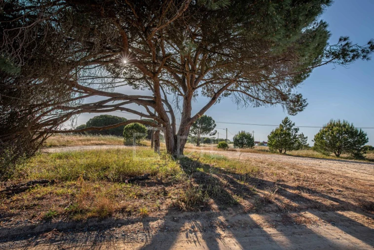 Terreno para Venda em Melides Foto 5