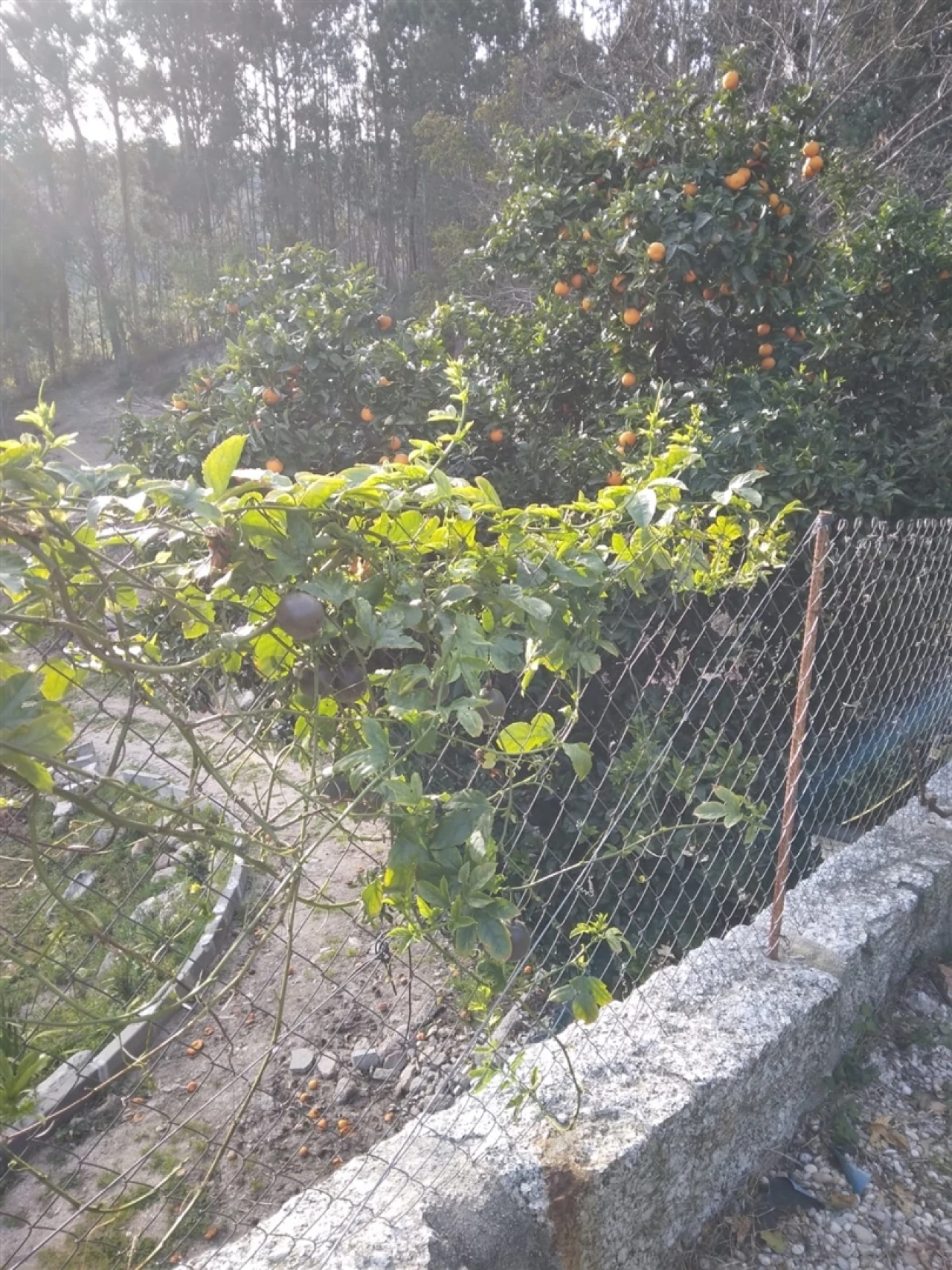 Quinta T3 para Venda em Sousela Foto 23