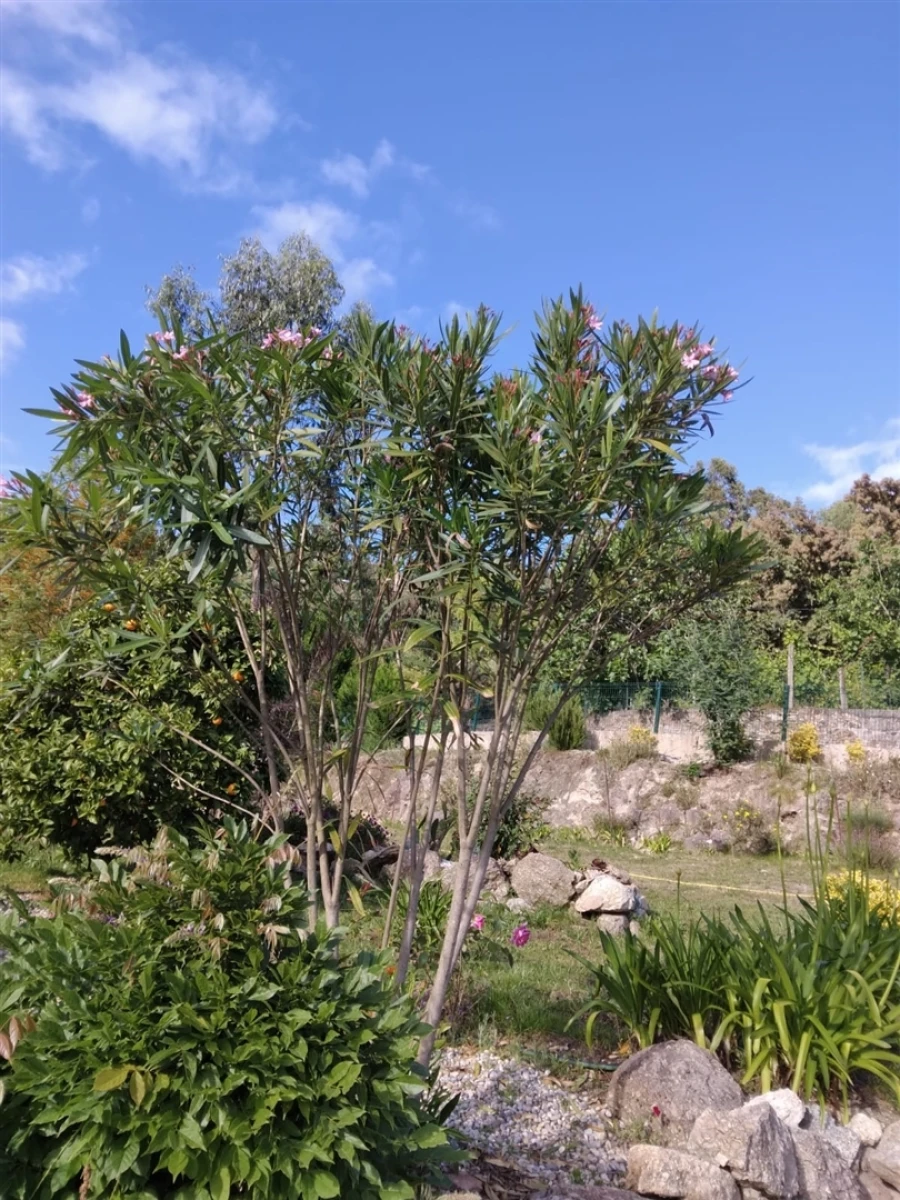 Quinta T3 para Venda em Sousela Foto 16