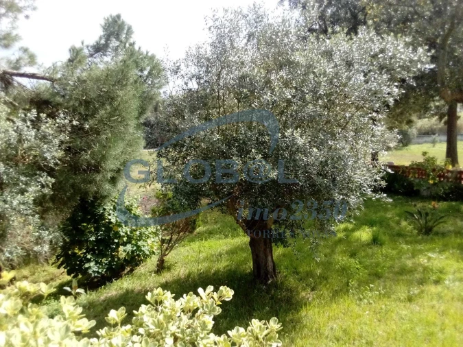 Moradia T6 para Venda em Torres Novas (Santa Maria, Salvador e Santiago) Foto 17