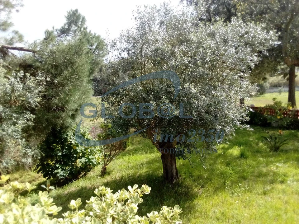 Moradia T6 para Venda em Torres Novas (Santa Maria, Salvador e Santiago) Foto 17