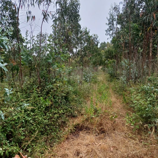 Terreno para Venda em Vidais Foto 2