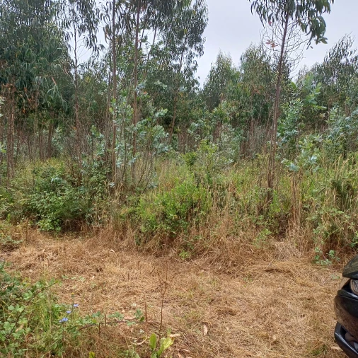 Terreno para Venda em Vidais Foto 4