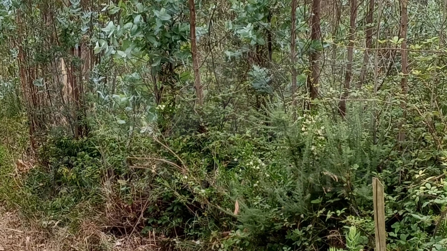 Terreno para Venda em Vidais
