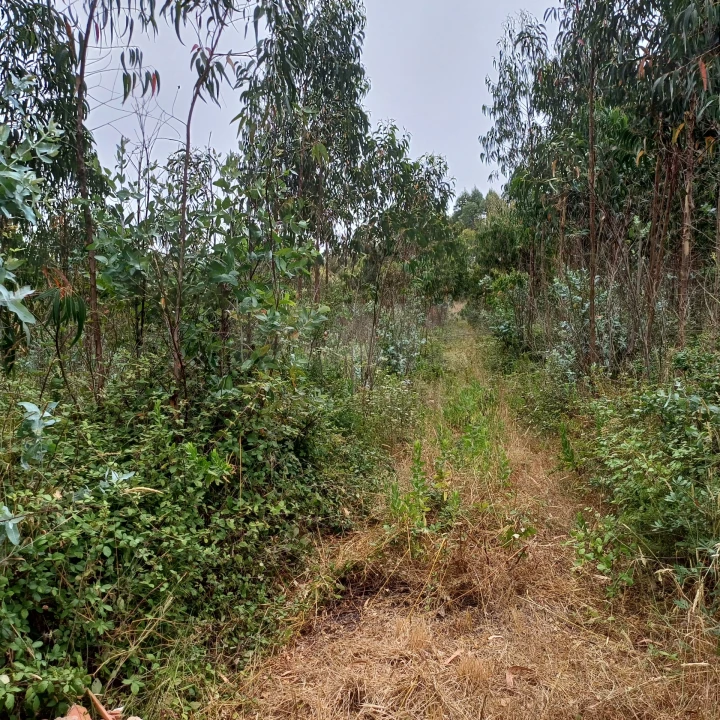 Terreno para Venda em Vidais Foto 2