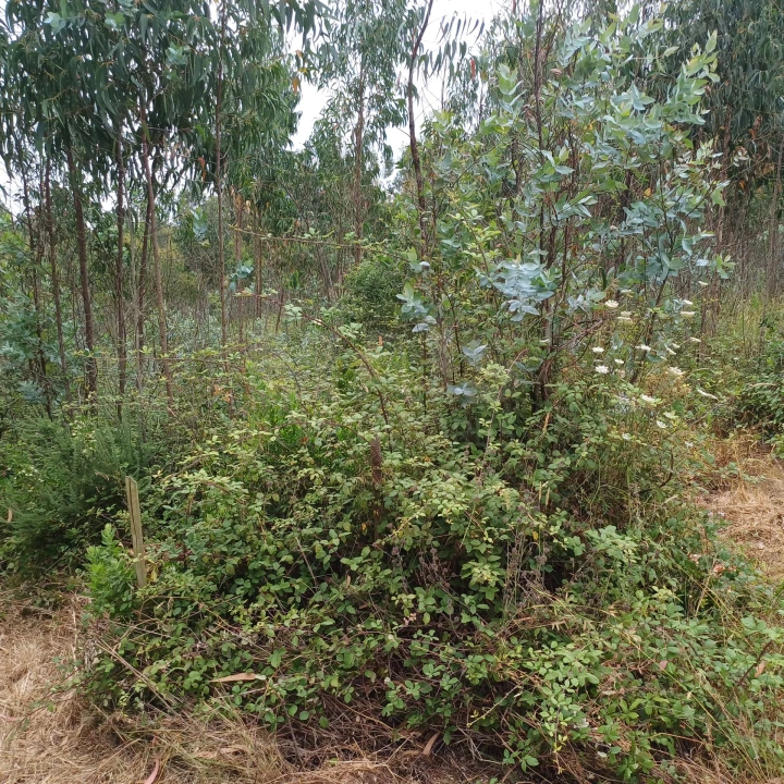 Terreno para Venda em Vidais Foto 3