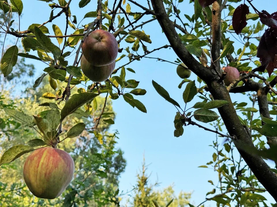 Quinta T3 para Venda em Armil Foto 109