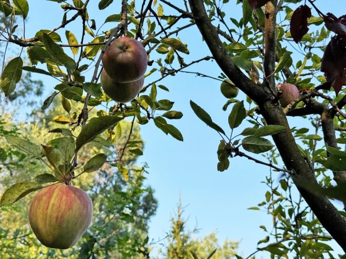 Quinta T3 para Venda em Armil Foto 109