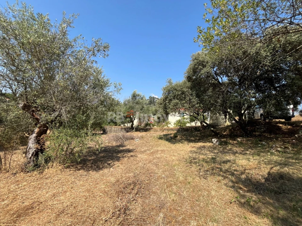 Terreno para Venda em Madalena e Beselga Foto 4