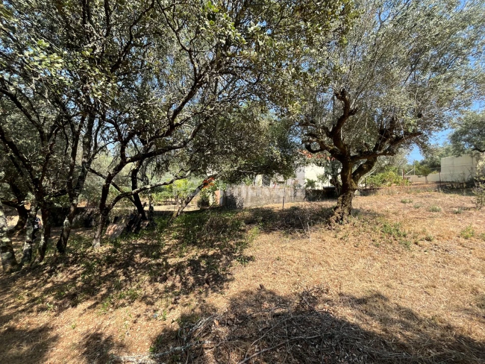 Terreno para Venda em Madalena e Beselga Foto 5