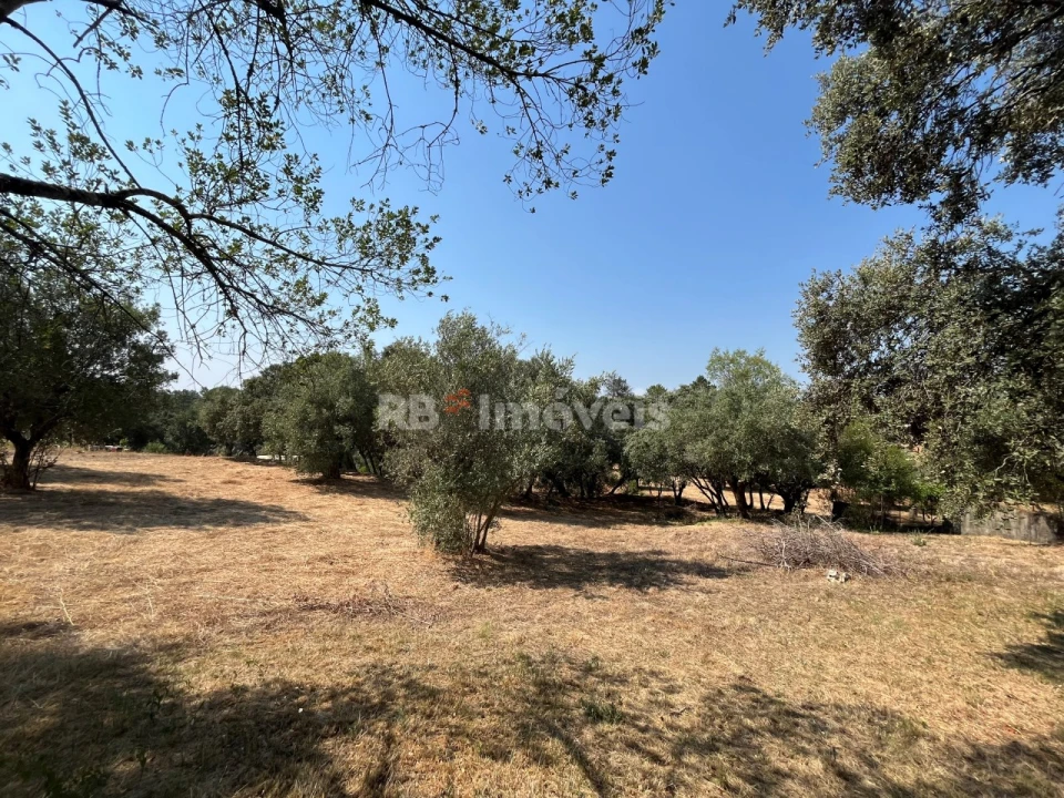 Terreno para Venda em Madalena e Beselga Foto 6