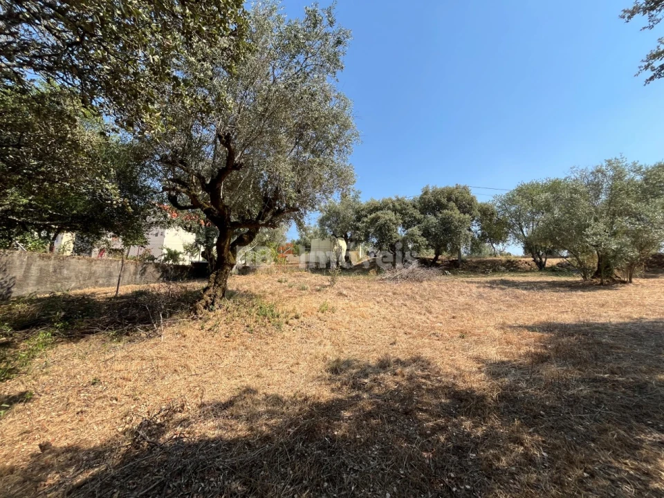 Terreno para Venda em Madalena e Beselga Foto 11