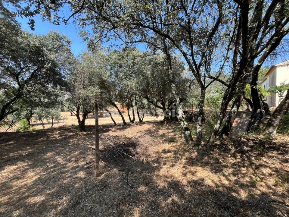 Terreno para Venda em Madalena e Beselga Foto 13