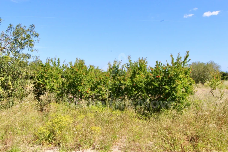 Quinta T5 para Venda em Moncarapacho e Fuseta Foto 25