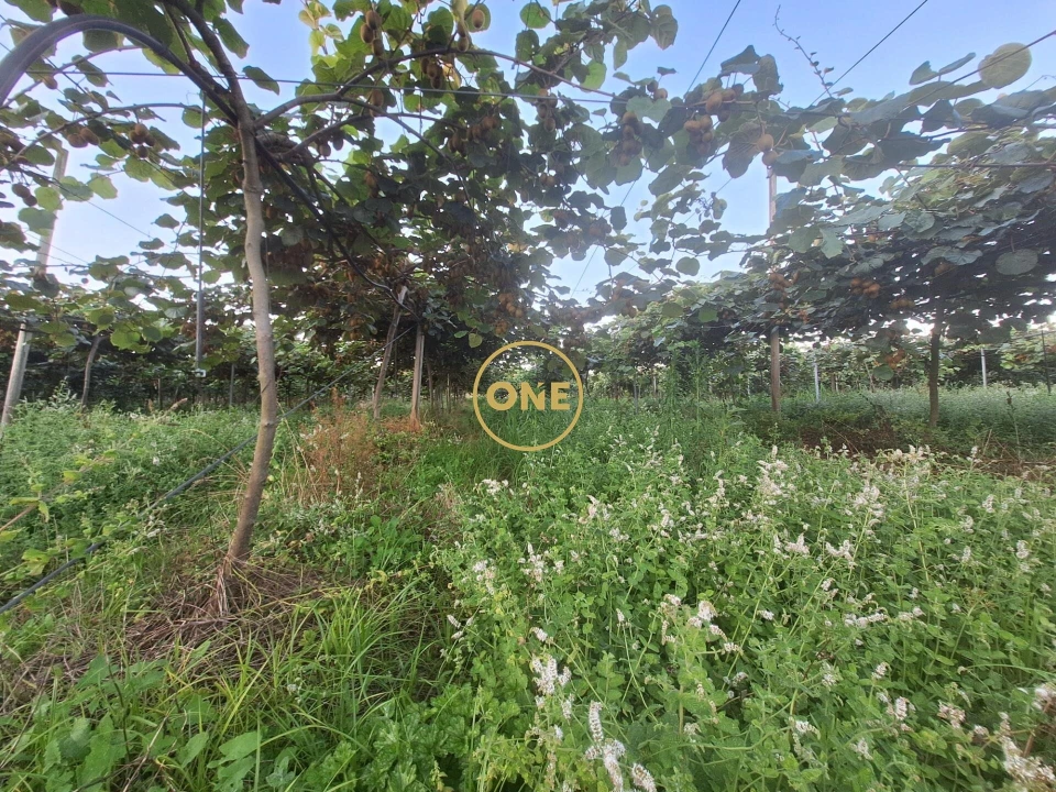 Terreno para Venda em Chorente, Góios, Courel, Pedra Furada e Gueral Foto 21