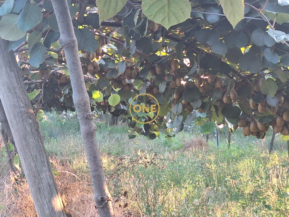 Terreno para Venda em Chorente, Góios, Courel, Pedra Furada e Gueral Foto 12