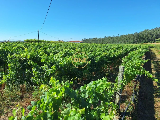 Terreno para Venda em Chorente, Góios, Courel, Pedra Furada e Gueral Foto 4
