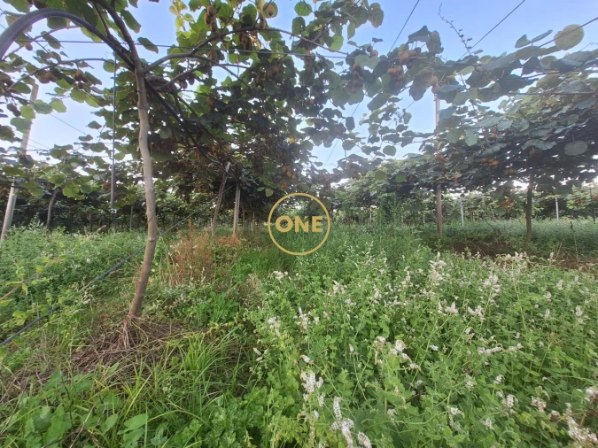Terreno para Venda em Chorente, Góios, Courel, Pedra Furada e Gueral Foto 7