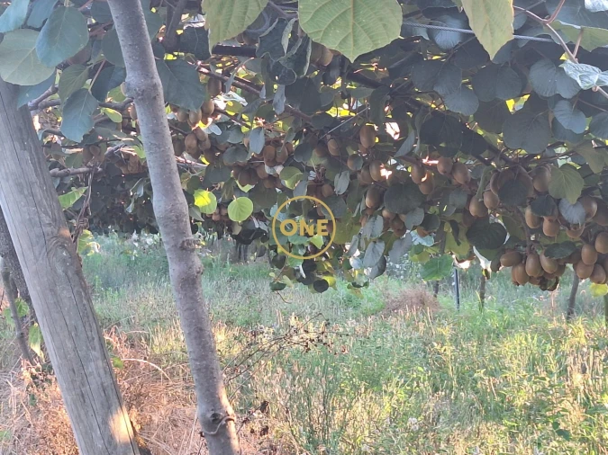 Terreno para Venda em Chorente, Góios, Courel, Pedra Furada e Gueral Foto 12