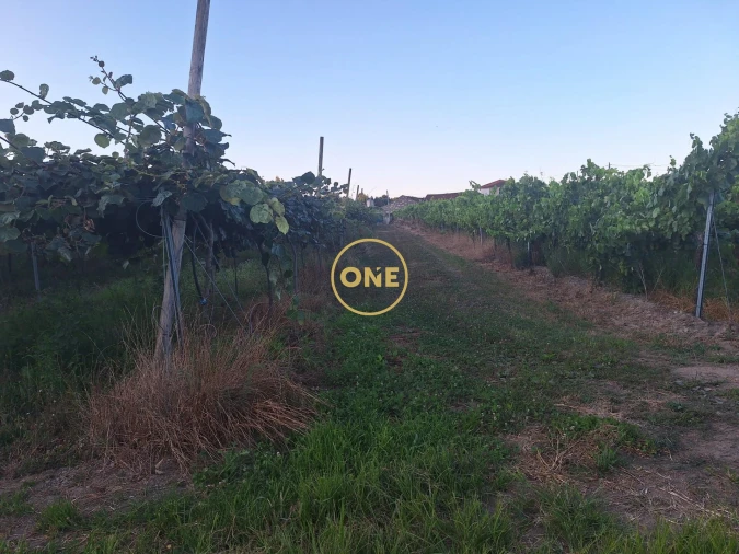 Terreno para Venda em Chorente, Góios, Courel, Pedra Furada e Gueral Foto 17