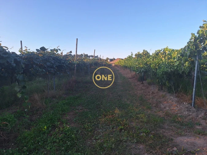 Terreno para Venda em Chorente, Góios, Courel, Pedra Furada e Gueral Foto 10