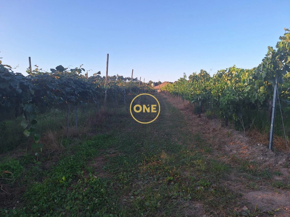 Terreno para Venda em Chorente, Góios, Courel, Pedra Furada e Gueral Foto 10