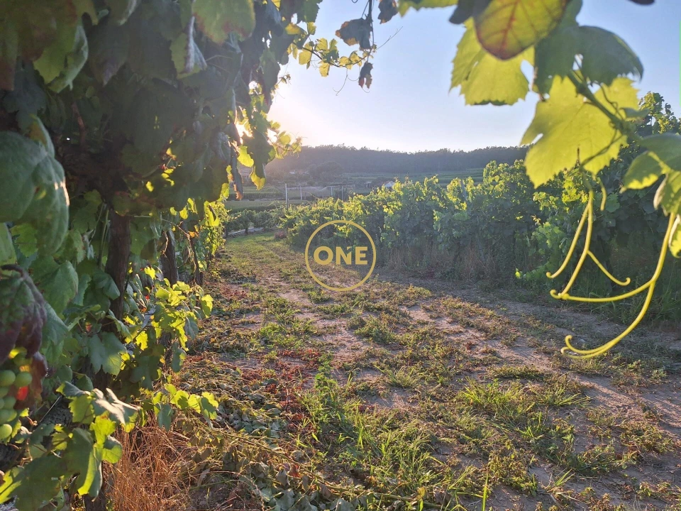 Terreno para Venda em Chorente, Góios, Courel, Pedra Furada e Gueral Foto 9