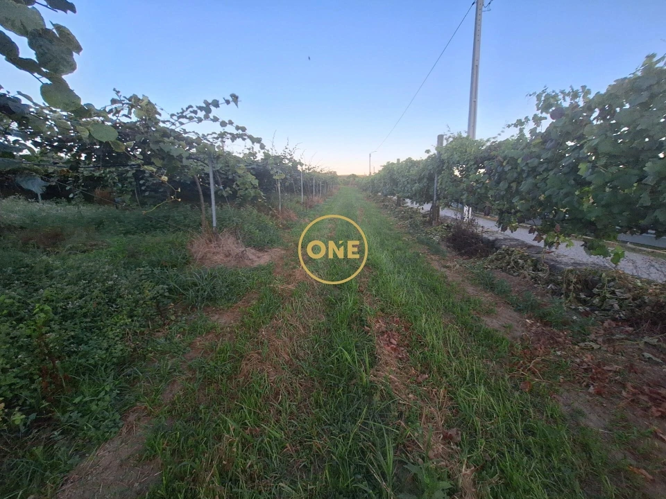 Terreno para Venda em Chorente, Góios, Courel, Pedra Furada e Gueral Foto 15