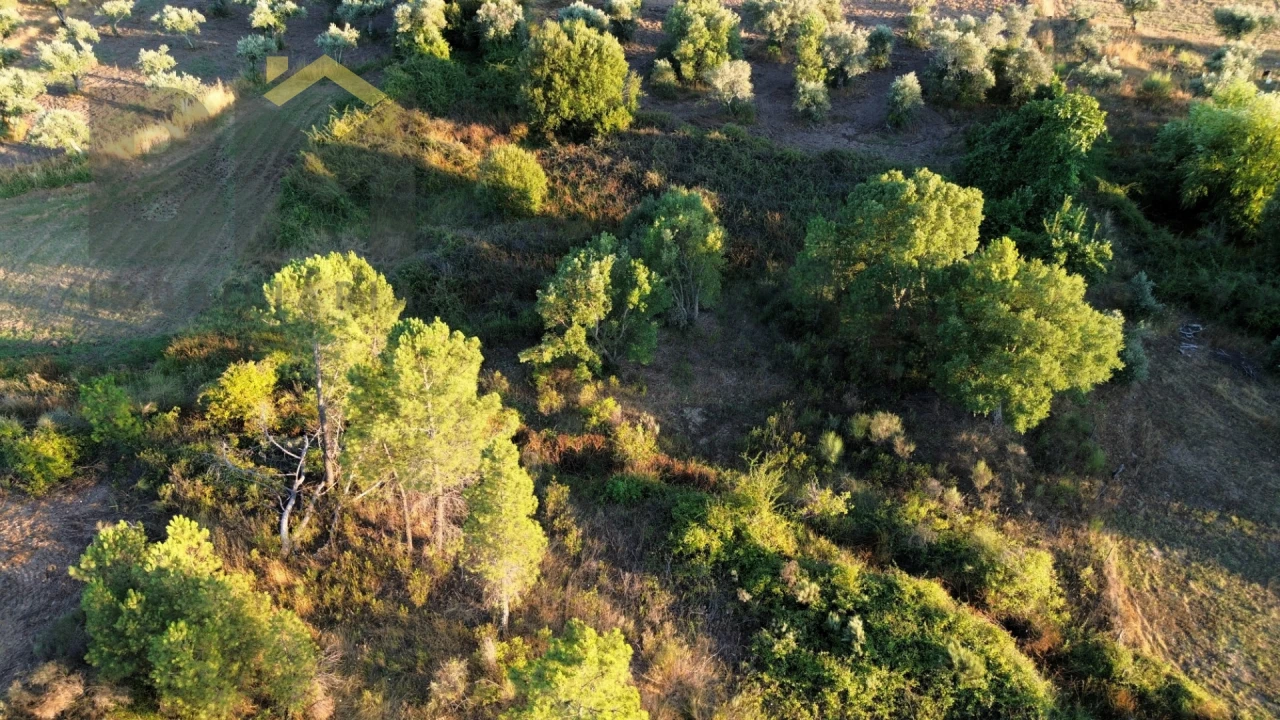 Terreno Agricola ou Rústico para Venda em Freixial e Juncal do Campo Foto 8