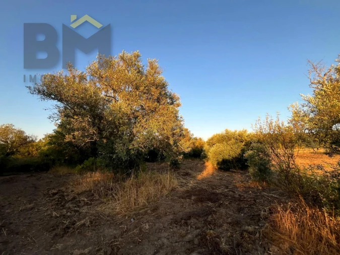 Terreno Agricola ou Rústico para Venda em Freixial e Juncal do Campo Foto 9