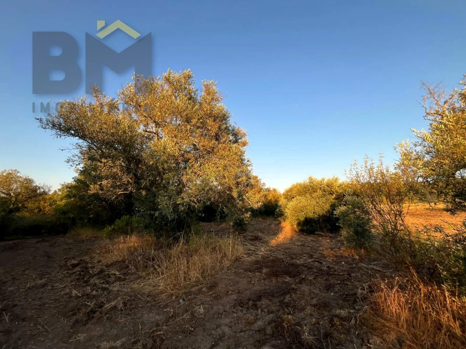 Terreno Agricola ou Rústico para Venda em Freixial e Juncal do Campo Foto 9