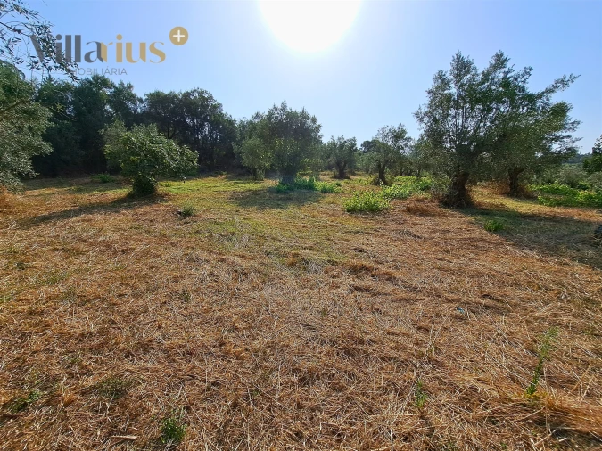 Terreno para Venda em Serra e Junceira Foto 11