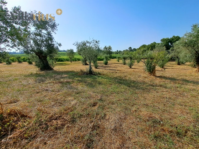 Terreno para Venda em Serra e Junceira Foto 5