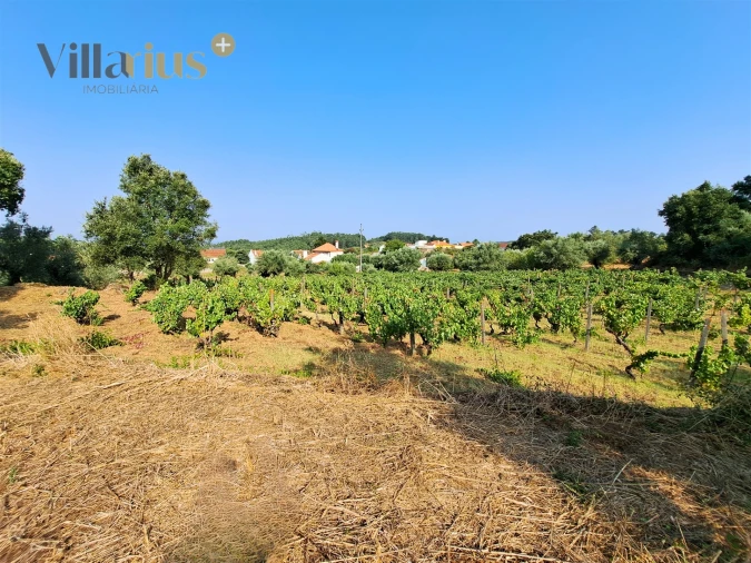 Terreno para Venda em Serra e Junceira Foto 10