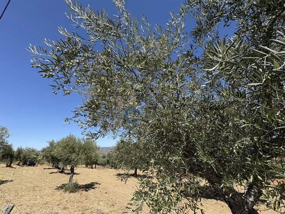 Terreno Agricola ou Rústico para Venda em Castro Vicente Foto 14