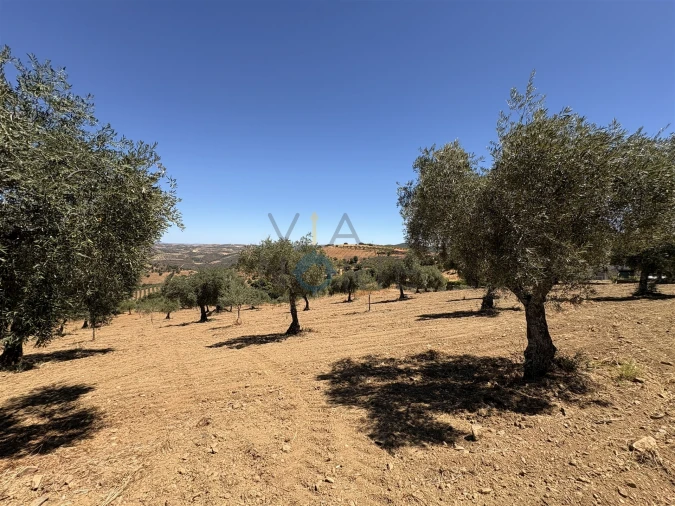 Terreno Agricola ou Rústico para Venda em Castro Vicente Foto 11