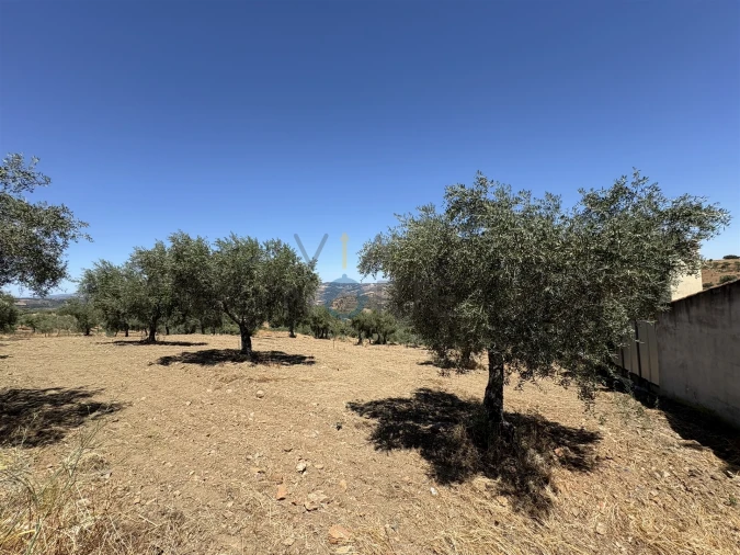 Terreno Agricola ou Rústico para Venda em Castro Vicente Foto 13