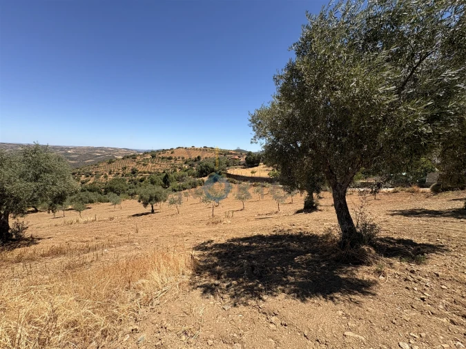 Terreno Agricola ou Rústico para Venda em Castro Vicente Foto 12