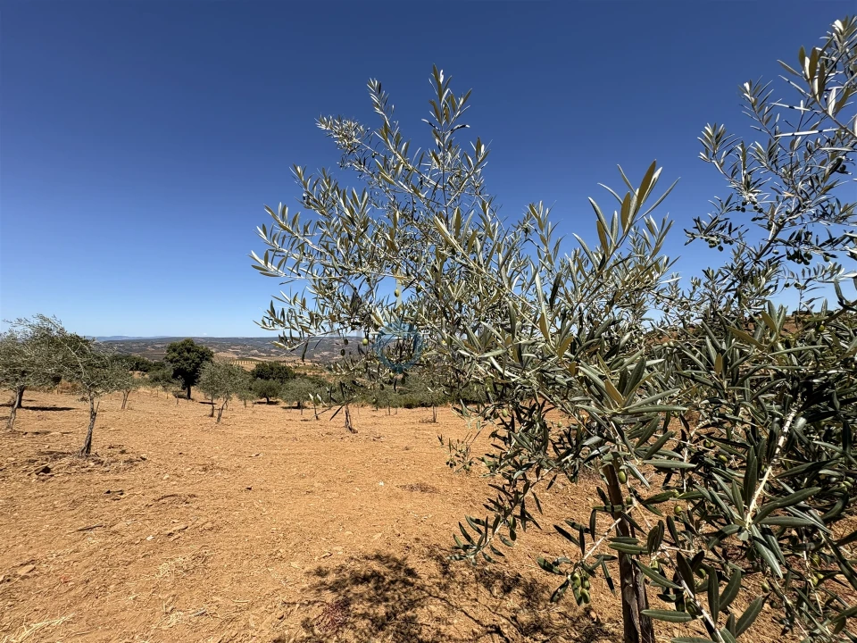 Terreno Agricola ou Rústico para Venda em Castro Vicente Foto 17