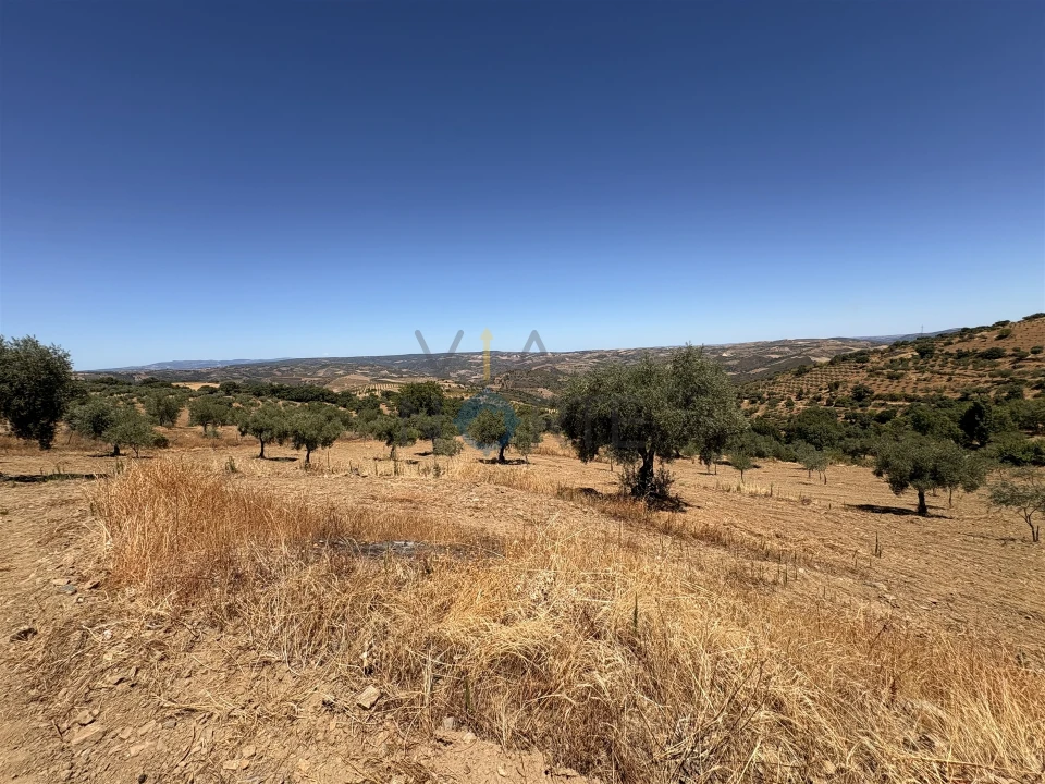 Terreno Agricola ou Rústico para Venda em Castro Vicente Foto 15