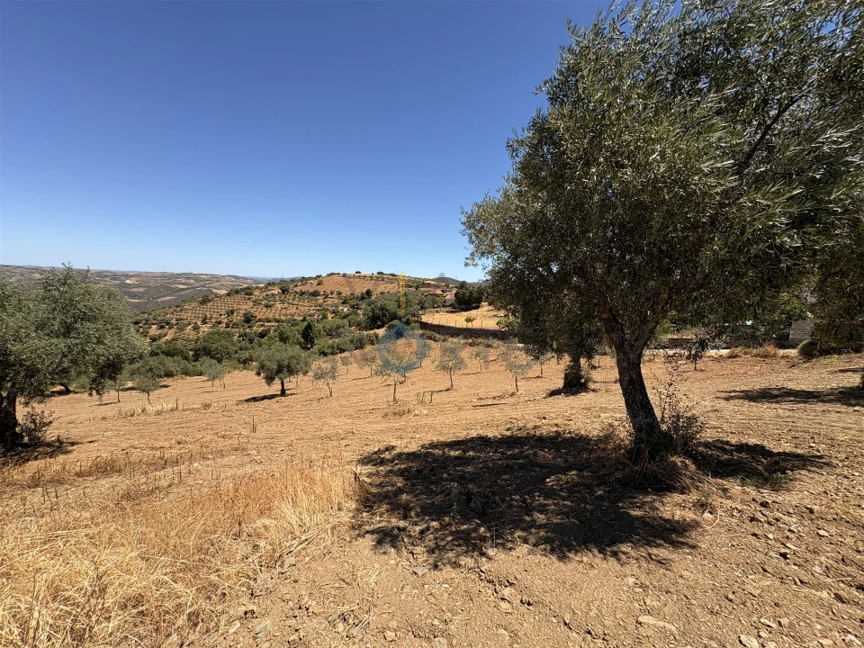 Terreno Agricola ou Rústico para Venda em Castro Vicente Foto 12