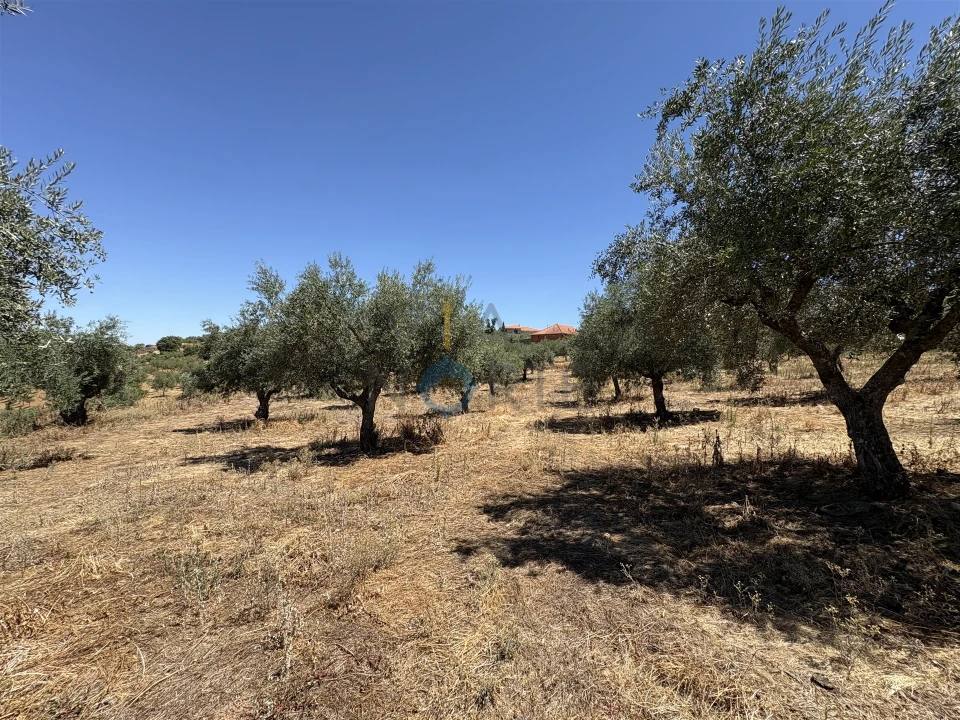 Terreno Agricola ou Rústico para Venda em Castro Vicente Foto 14