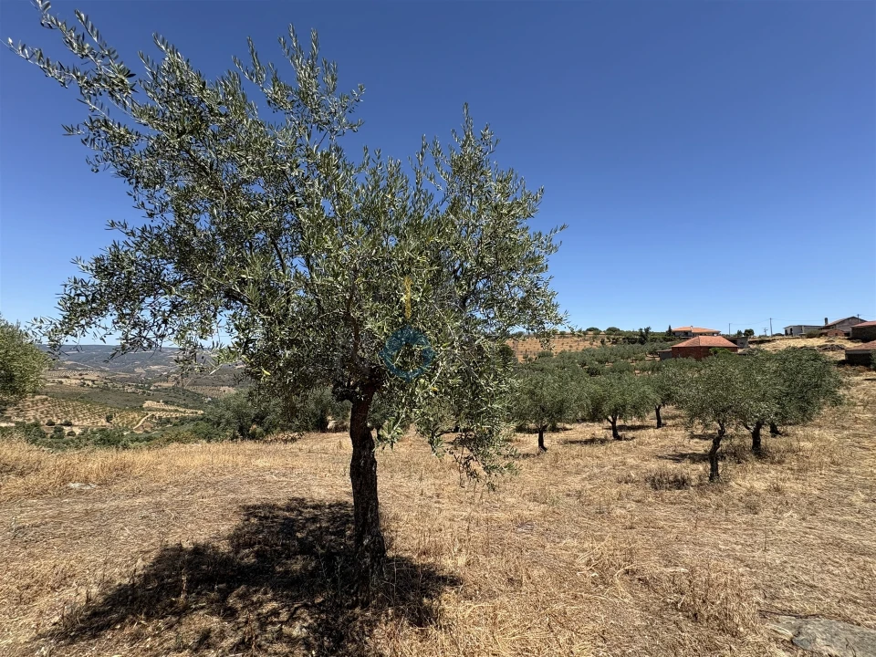 Terreno Agricola ou Rústico para Venda em Castro Vicente Foto 12