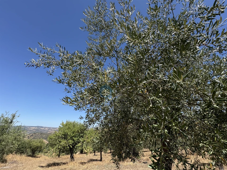 Terreno Agricola ou Rústico para Venda em Castro Vicente Foto 11